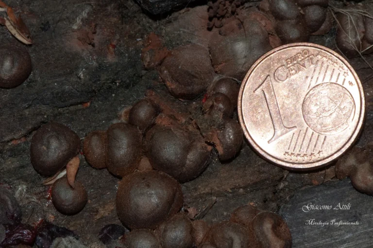 Lycogala epidendrum (Fruttificazioni mature)