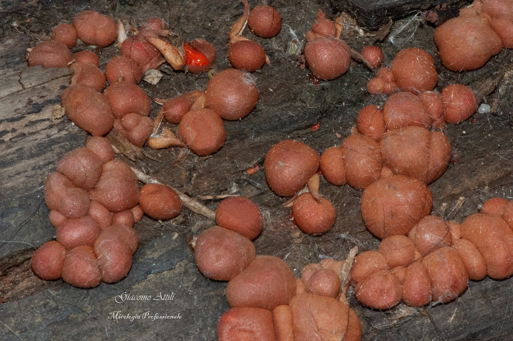 Lycogala epidendrum (J.C. Buxb. ex L.) Fr., Syst. mycol. (Lundae) 3(1): 80 (1829)