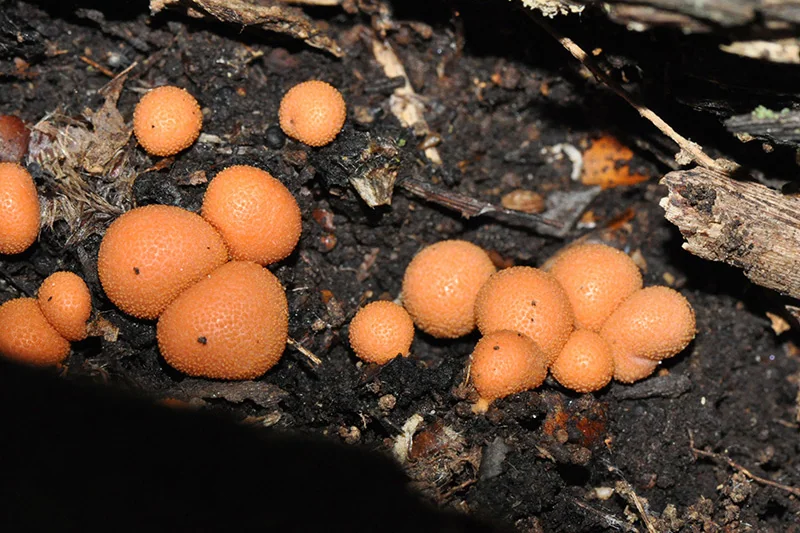 Lycogala terrestre, fotografia 5