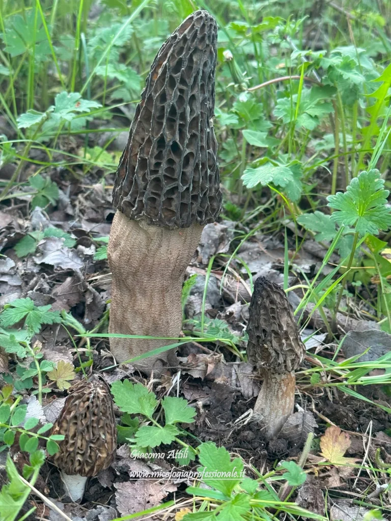 Morchella conica Pers. 1818 var. conica