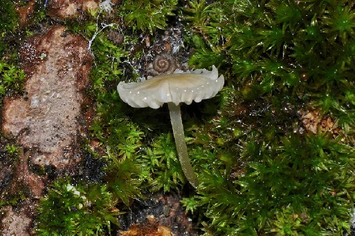 Otidea onotica, fotografia 3