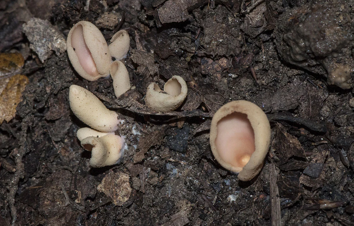 Otidea onotica, fotografia 1