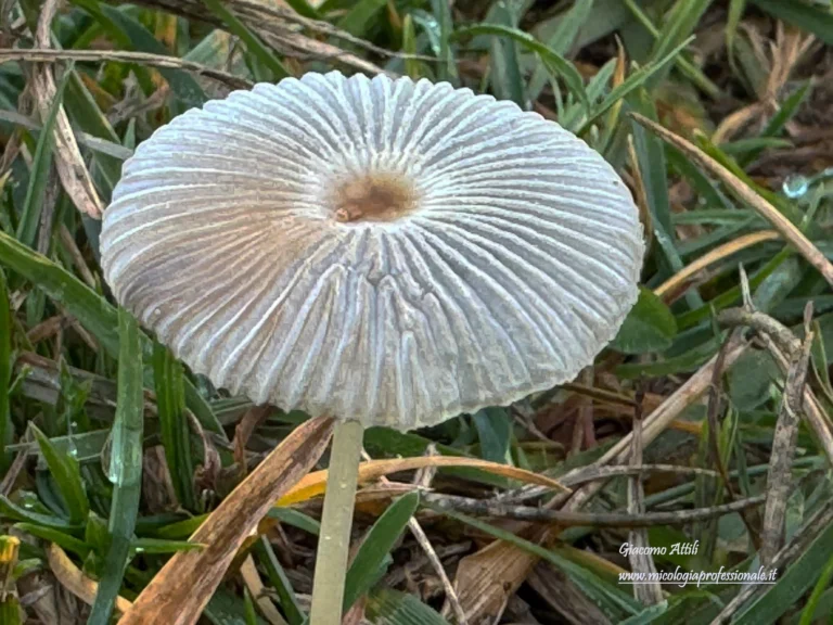 Parasola plicatilis (Curtis) Redhead, Vilgalys & Hopple, in Redhead, Vilgalys, Moncalvo, Johnson & Hopple, Taxon 50(1):