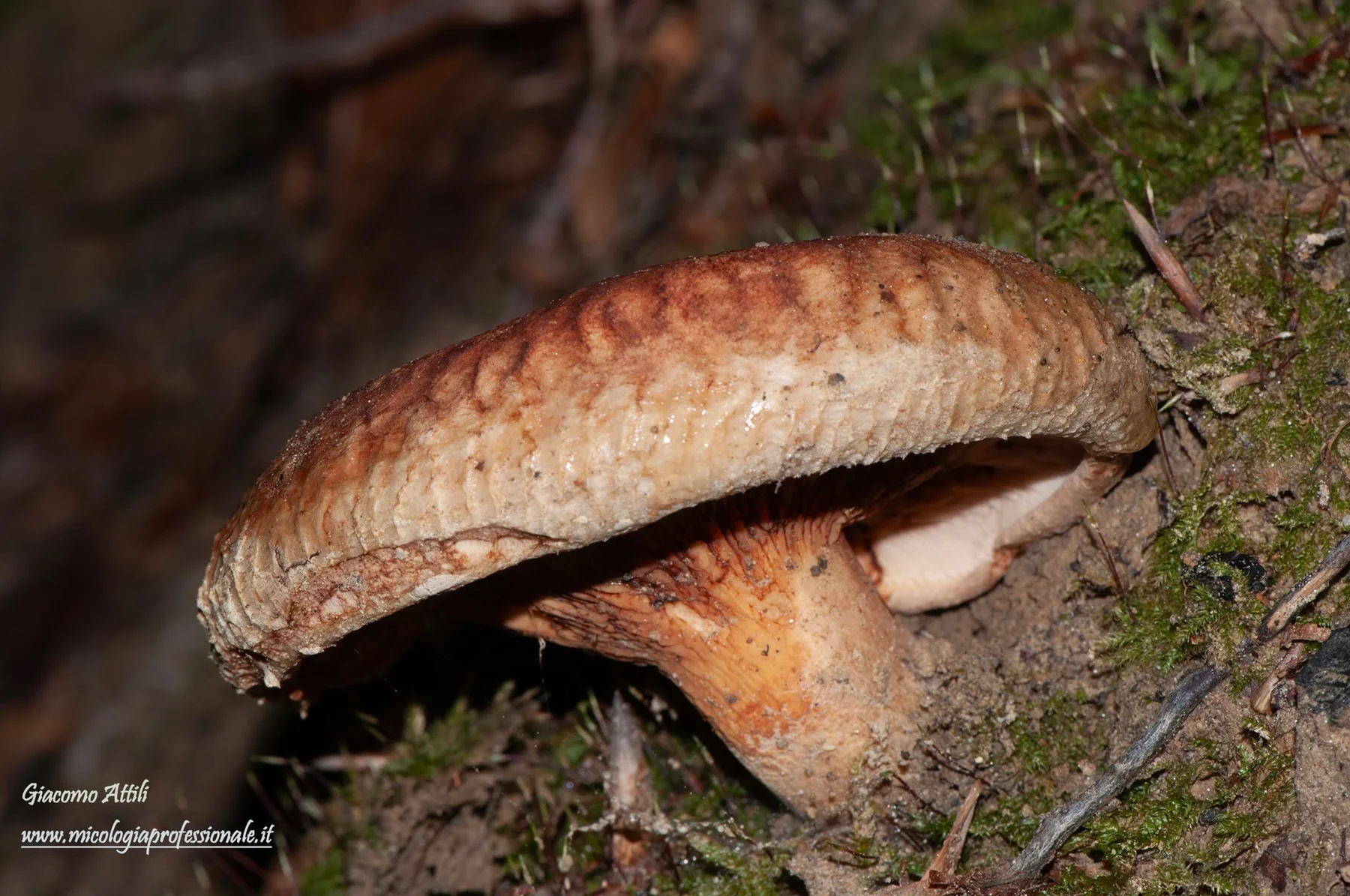 Paxillus involutus (Batsch) Fr., Epicrisis Systematis Mycologici: 317 (1838) [1836-1838]