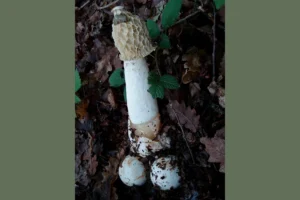 Phallus impudicus 01 Micologia