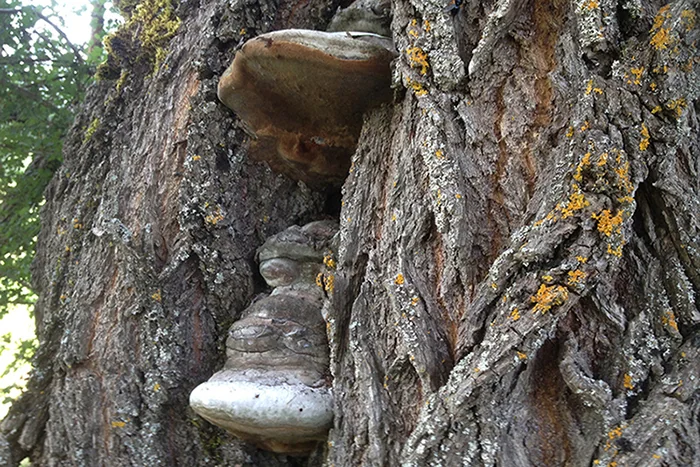 Phellinus igniarius, fotografia 1