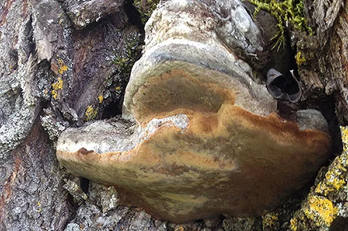 Phellinus igniarius (L.) Quél.