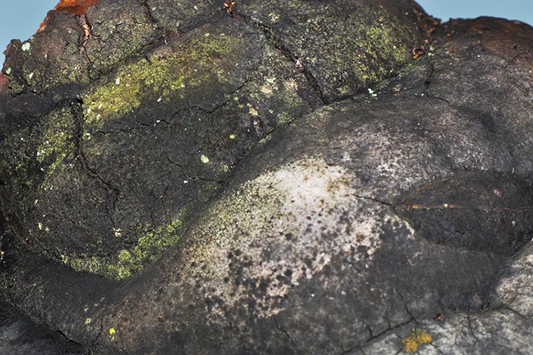 Phellinus igniarius (L.) Quél.