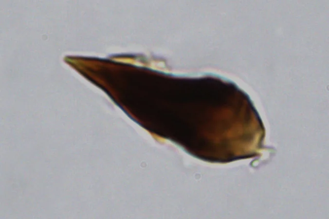 Phellinus igniarius (L.) Quél. - (Seta imeniale)