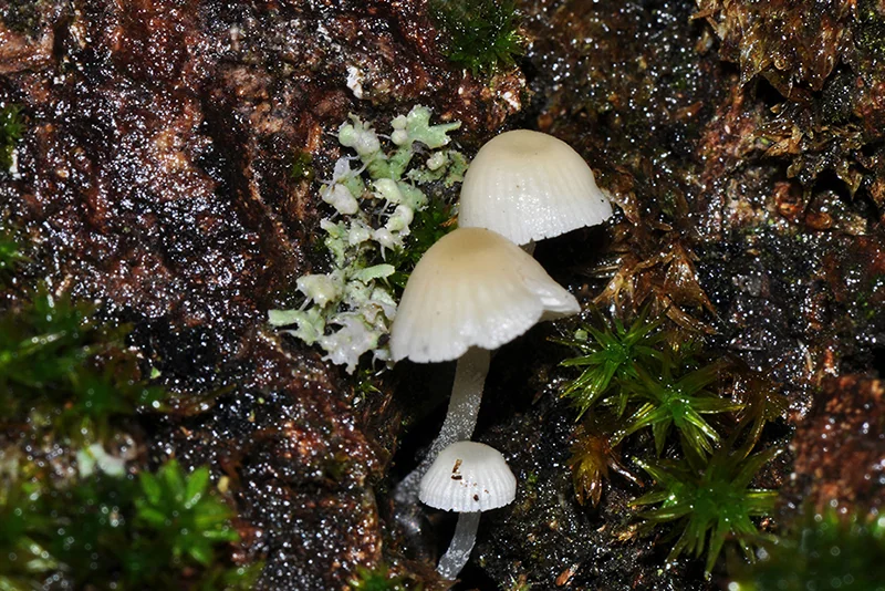 Phloeomana hiemalis, fotografia 1