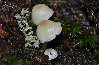 Phloeomana hiemalis, fotografia 2