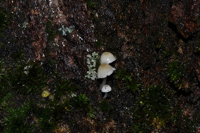 Phloeomana hiemalis, fotografia 4
