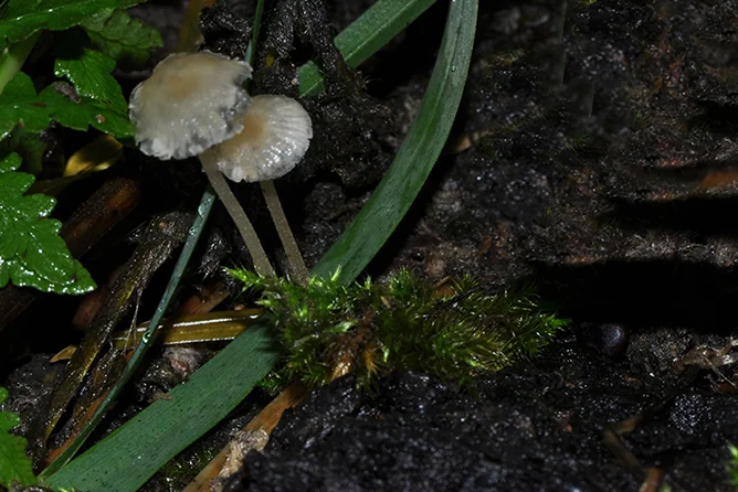 Phloeomana hiemalis, fotografia 6