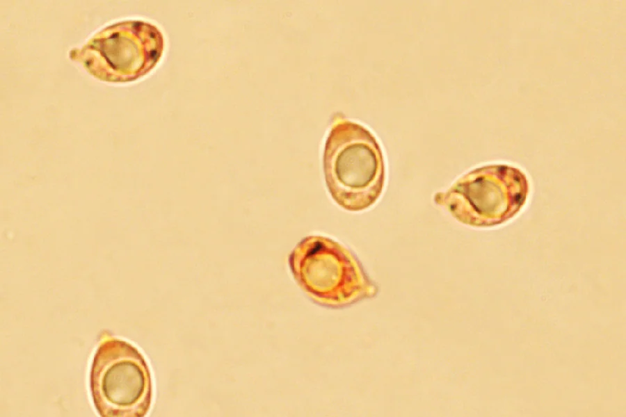 Phloeomana hiemalis (Osbeck) Redhead - Spore al Rosso Congo ammoniacale (Obiettivo 100 x)