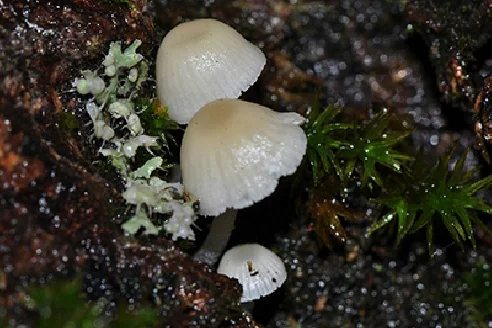 Phloeomana hiemalis, Porotheleaceae Murrill