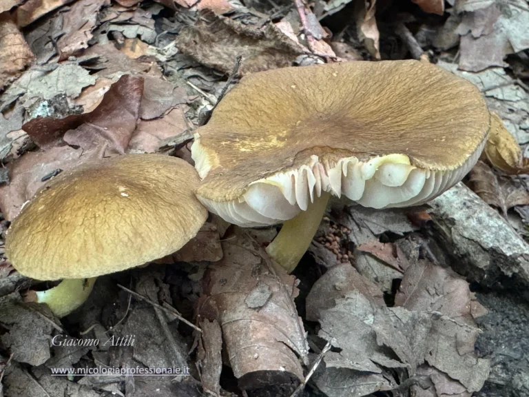 Pluteus romellii (Britzelm.) Lapl., Dict. iconogr. champ. sup. (Paris): 533 (1894)