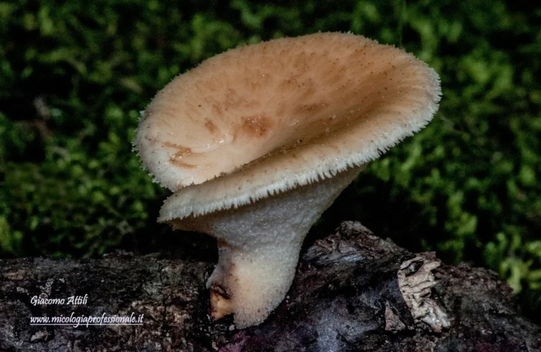 Polyporus tuberaster (Jacq. ex Pers.) Fr., Syst. mycol. (Lundae) 1: 347 (1821)