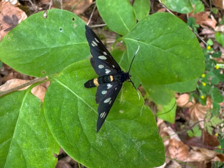 Pretino (Amata phegea)