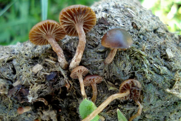 Psilocybe subcoprophila, fotografia 1