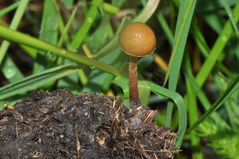 Psilocybe subcoprophila, fotografia 9