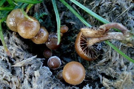 Psilocybe subcoprophila, Hymenogastraceae