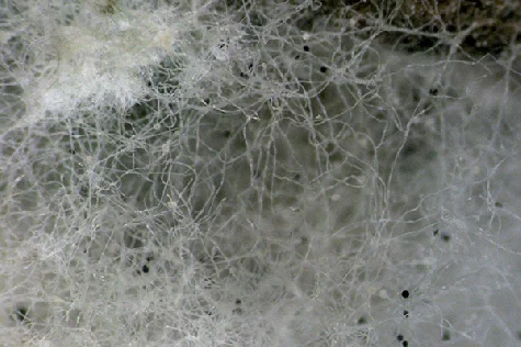 Rhizopus stolonifer, Rhizopodaceae K. Schum.