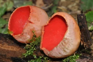 Sarcoscypha coccinea 01 Schede fungine