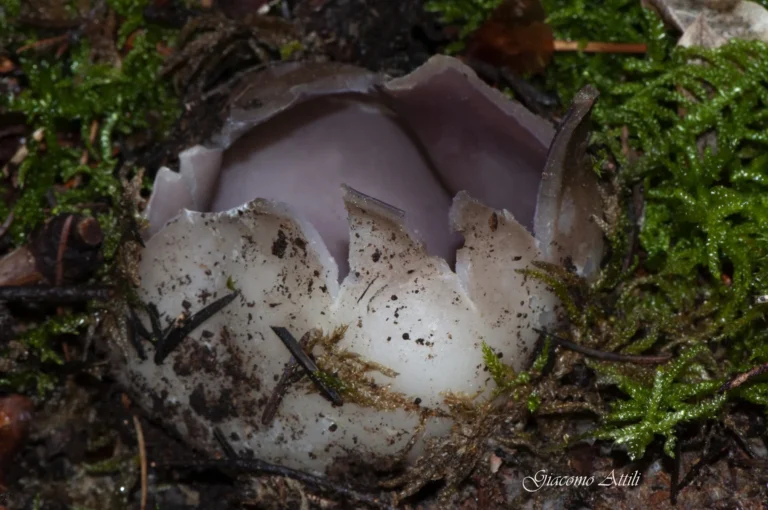 Sarcosphaera coronaria (Jacq.) J. Schröt. (1893) [1908]