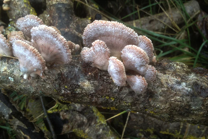 Schizophyllum commune, fotografia 2