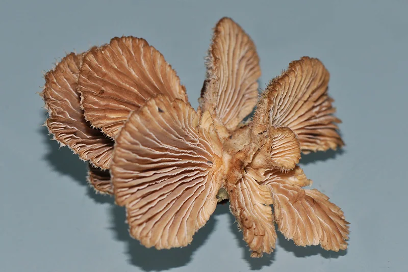Schizophyllum commune, fotografia 4