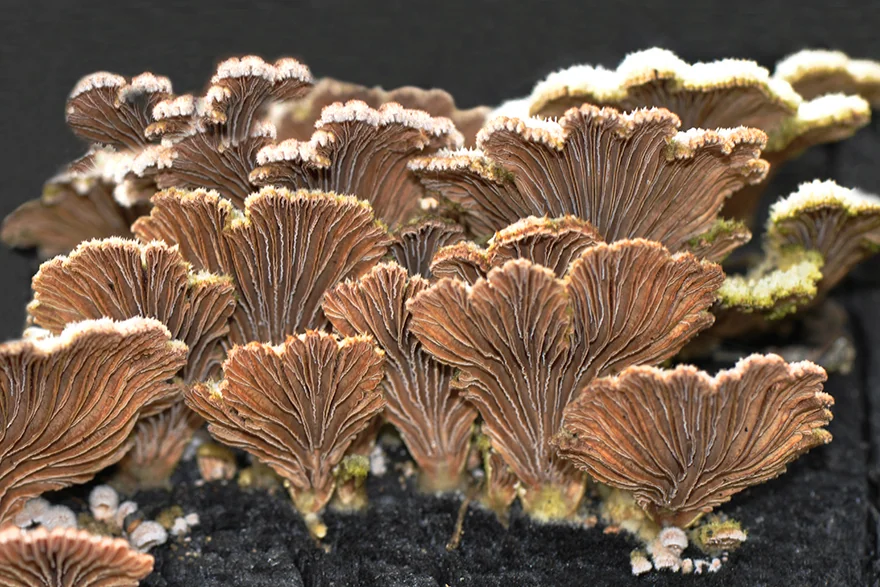 Schizophyllum commune, fotografia 5