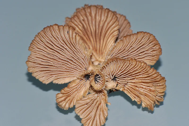 Schizophyllum commune, fotografia 6