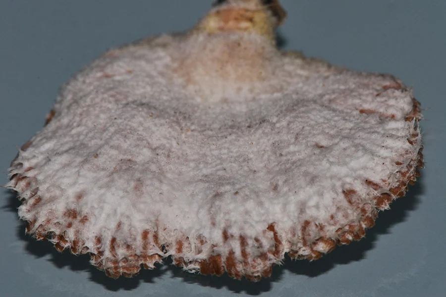 Schizophyllum commune, fotografia 10