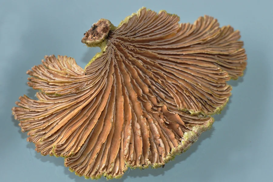 Schizophyllum commune, fotografia 13