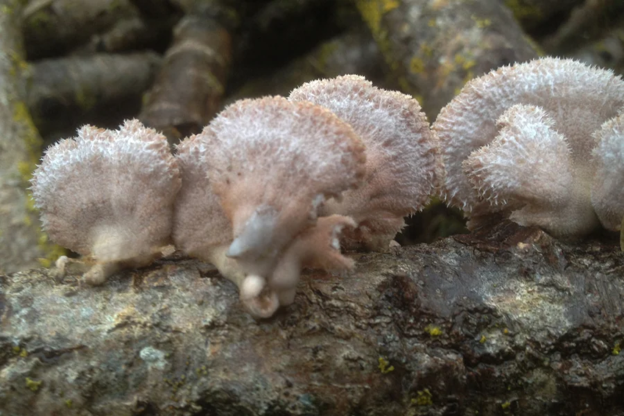 Schizophyllum commune, fotografia 16