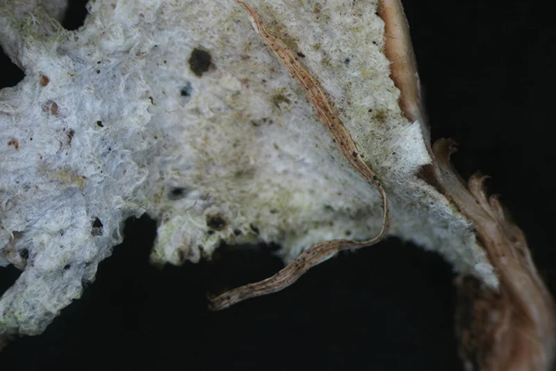Schizophyllum commune, fotografia 18