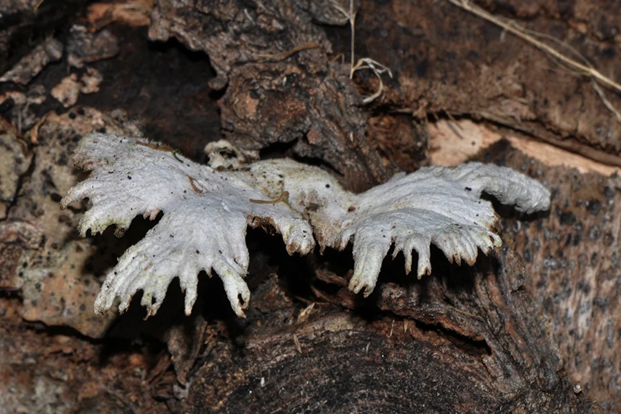 Schizophyllum commune, fotografia 19