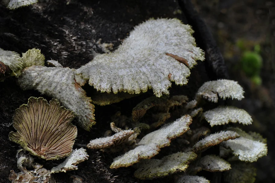 Schizophyllum commune, fotografia 20
