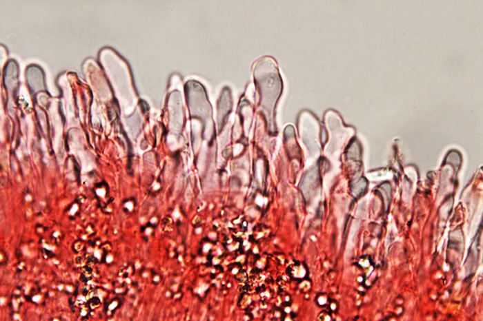 Schizophyllum commune Fr. - (Componenti imeniali)
