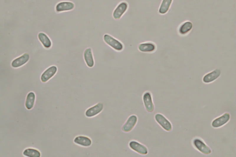 Schizophyllum commune Fr. -Spore: (Obiettivo 100 x)