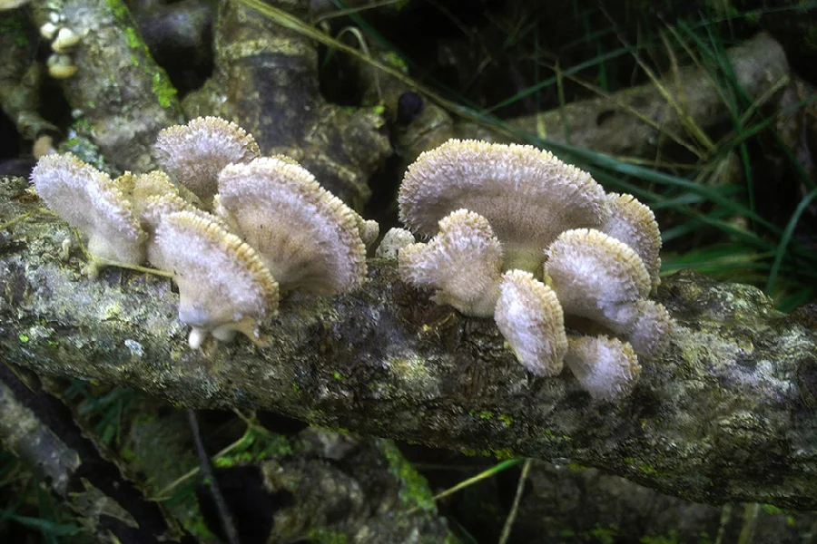 Schizophyllum commune, fotografia 27
