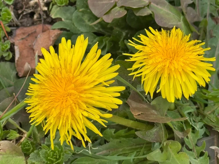 Taraxum officinale