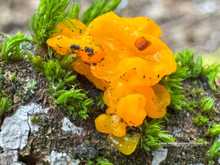Tremella mesenterica Retz. 1769