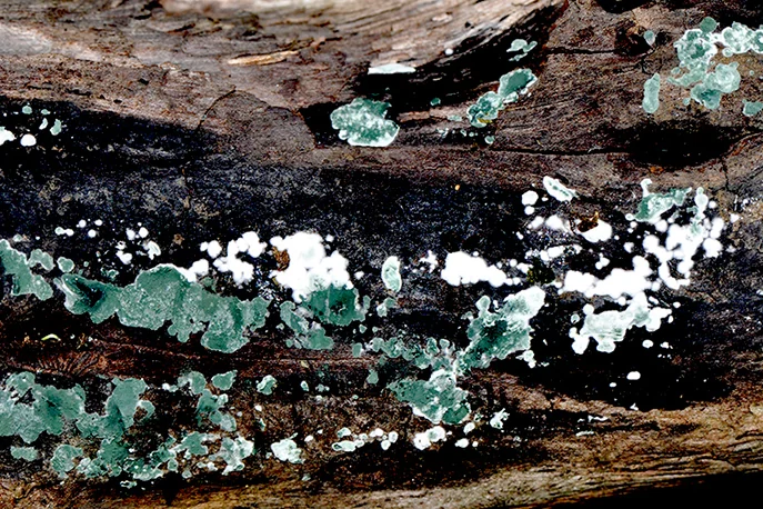 Trichoderma viride, fotografia 4