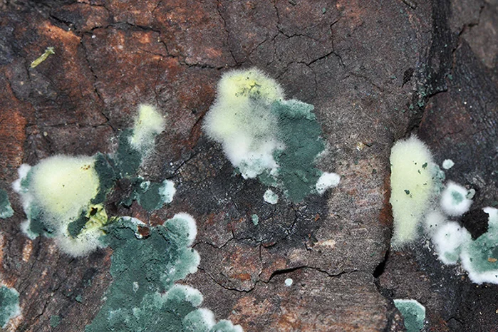 Trichoderma viride, fotografia 5