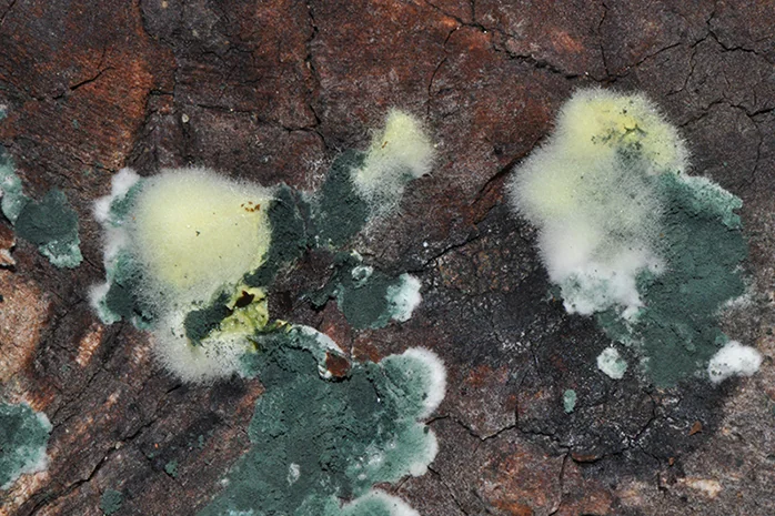 Trichoderma viride, fotografia 6