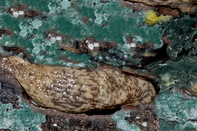 Limax ciminensis su Trichoderma viride