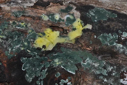 Trichoderma viride, Hypocreaceae De Not.