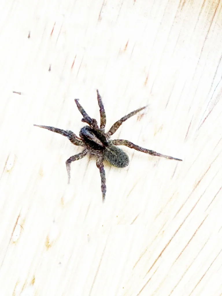 Trochosa ruricola