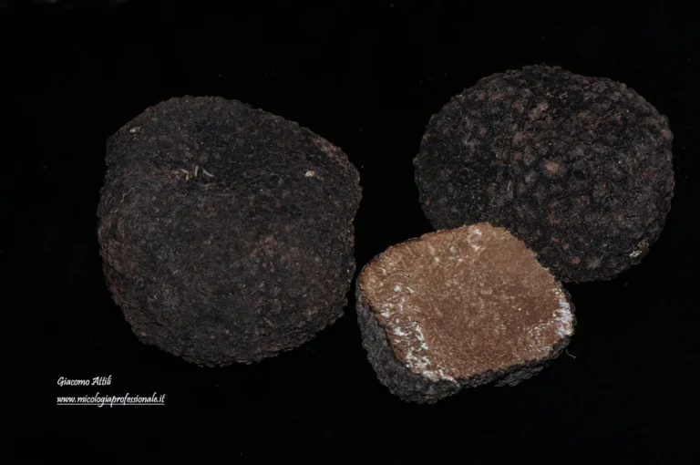 Tuber aestivum Vittad., Monogr. Tuberac. (Milano): 38 (1831)